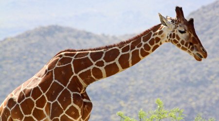 ABŞ zooparkında tarixdə ilk və nadir zürafə DOĞULUB - FOTO 