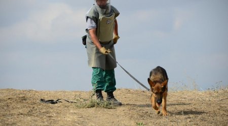 ABŞ Azərbaycana daha 6 minaaxtaran it verdi - FOTO 