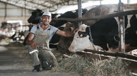 Şirkətlər heyvanları sığortalamaqdan niyə BOYUN QAÇIRIRLAR?