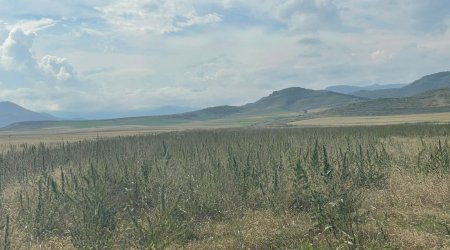 Xocalıda narkotik plantasiyası AŞKARLANDI - FOTO/VİDEO
