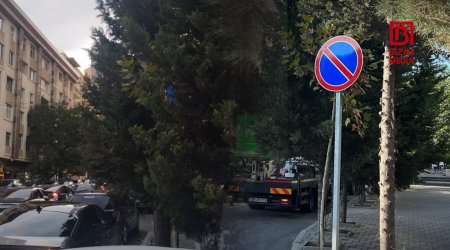 Bizim.Media-nın qaldırdığı məsələ HƏLLİNİ TAPDI – Yol nişanın qarşısını kəsən ağaclar BUDANDI - FOTO  