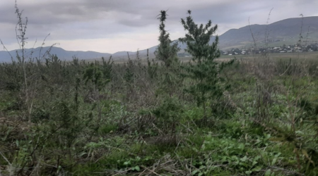 Xocalıda yeni narkotik plantasiyası AŞKARLANDI - FOTO 