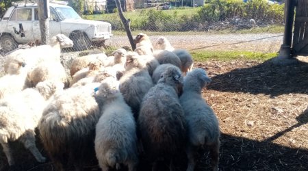 Bizim.Media YAZDI – Xaçmazlı fermerin problemi HƏLL OLUNDU – FOTO