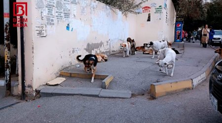 Xırdalanda şagirdlərin kabusuna çevrilən sahibsiz itlər – İcra hakimiyyəti yenə “gözləyin” deyir – FOTO/VİDEO