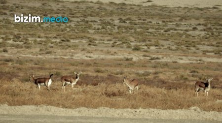 Şimal-Qərb bölgəsinin təbiətinə gözəllik qatan CEYRANLAR – FOTO/VİDEO