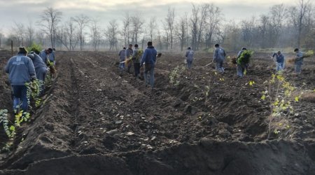 Meşə fondu torpaqlarında 286 mindən çox ağac əkilib - FOTO