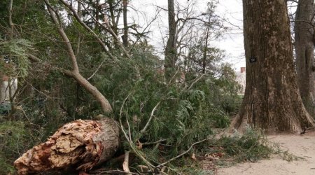 Oğuzda güclü külək iri gövdəli ağacı aşırıb - FOTO