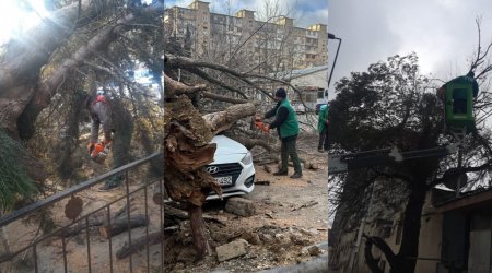 Bakıda güclü külək 27 ağacı aşırdı - FOTO 