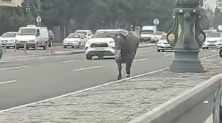Bakıda buğa avtomobillərlə 