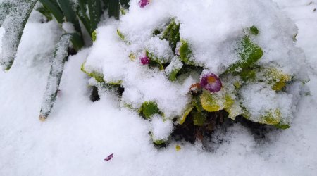 Şimal-Qərb bölgəsinə qar yağdı - FOTO