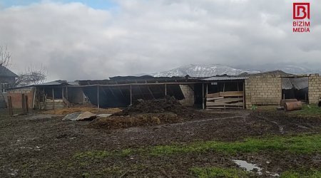 Oğuzda tövlədə baş verən dəhşətli yanğının TƏFƏRRÜATI – FOTO