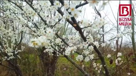 “Bahar nəfəsi” Kürdəmirdə belə hiss olundu - VİDEO