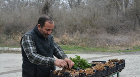 Kilosu 40 manata satılan göbələk – FOTO/VİDEO 