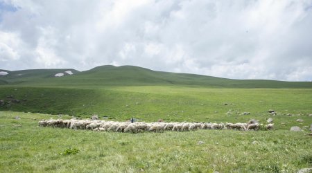 Azad olunmuş ərazilərdəki yaylaqlara köçlə bağlı qeydiyyat BAŞLADI