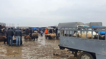 Heyvan satışı bazarlarında nöqsanlar aşkarlandı – FOTO  