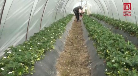 Cəlilabadda çiyələk yığımına START VERİLDİ – Qiymətlər NECƏDİR? – FOTO 