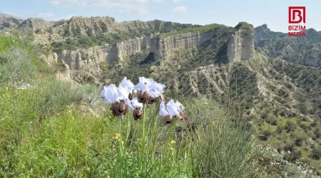 Azərbaycanda yeni milli park yaradılır - FOTO