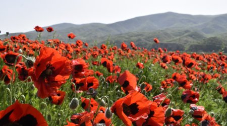 Xocalı al lalələrlə bəzənib – FOTO  