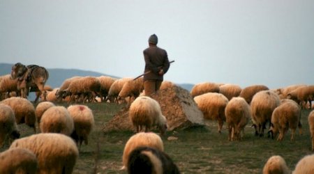 Oğuzda qoyunları otarmağa gedən kişi ölü tapıldı