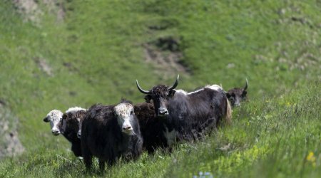 Ölkəmizə daha 101 baş yak GƏTİRİLİB – Bu heyvanın əti və südü bazara ÇIXARILIRMI? 