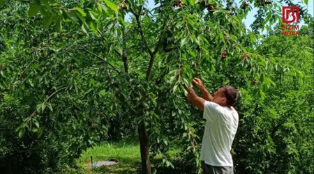 Xaçmazda GİLAS YIĞIMI – “Fermerlər qiymətdən razıdır, alıcılar isə...” – FOTO 