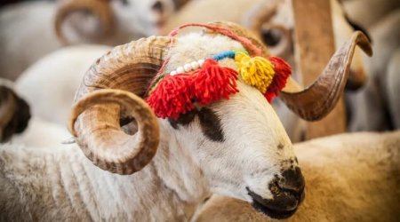 Qurban kəsmək kimlərə vacibdir? - VİDEO