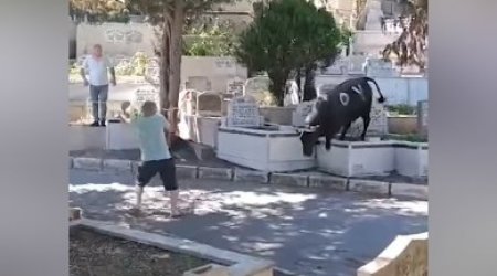 İstanbulda qurbanlıq öküz 2 nəfəri yaraladı - VİDEO