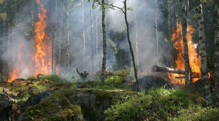 Türkiyədə meşə yanğınını söndürmək üçün aviasiya və yerüstü texnika cəlb olunub