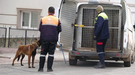 Türkiyədə sahibsiz itlərlə pis davranan bələdiyyə işçiləri həbs ediləcək - YENİ QANUN