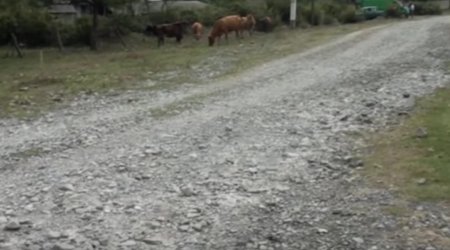 Şəki sakinlərini boğaza yığan yol PROBLEMİ - VİDEO