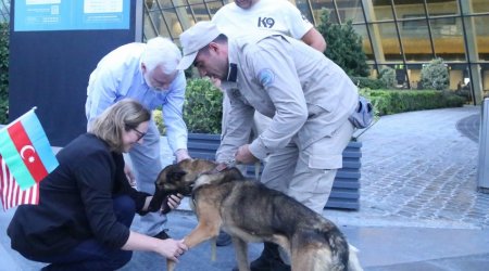 ABŞ Azərbaycana daha iki minaaxtaran it göndərdi – FOTO/VİDEO