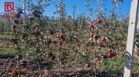 Məhsul boldur, alıcı az... – Qubanın alma bağlarından REPORTAJ – FOTO