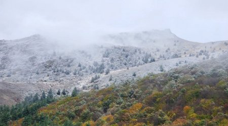 Laçın ağ örpəyə BÜRÜNDÜ - FOTO