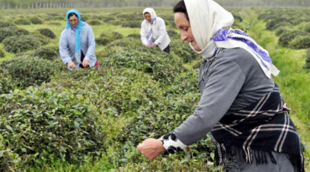 Azərbaycan çay istehsalı, idxalı və ixracını ARTIRIB