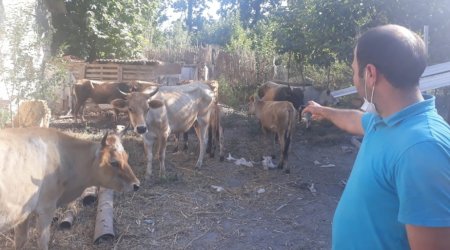 Kürdəmirdə 26 minlik iribuynuzlu heyvan oğurlandı – FOTO