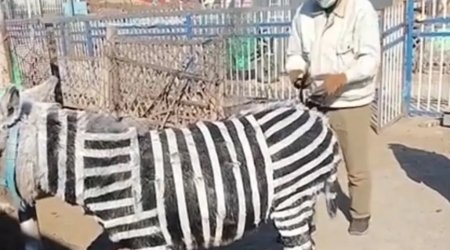 Zooparkda uzunqulaqları rəngləyib, zebra kimi təqdim etdilər – FOTO