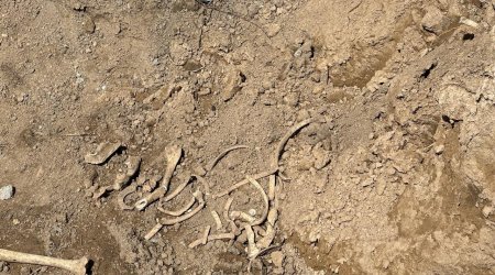 Qubadlıda insan skeletinin qalıqları TAPILDI