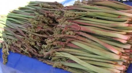 Xərçəngin müalicəsində yeni bitki - Şöhrəti ABŞ-a qədər yayıldı