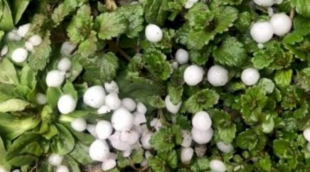 FAKTİKİ HAVA: Şəki, Tərtər və Daşkəsənə dolu düşüb