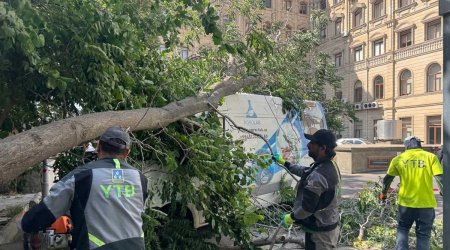 Külək Bakıda 37 ağacı sındırdı – FOTO