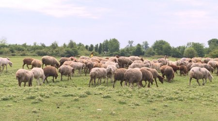 Azərbaycanda qoyunçuluq mərkəzi kimi tanınan KƏND – 7-dən 77-ə BƏRƏKƏT - FOTO