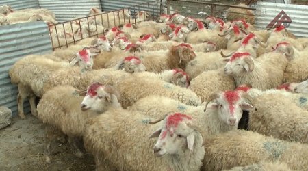 Bu rayonda qurbanlıq heyvanların kəsim məntəqəsi yoxdur...