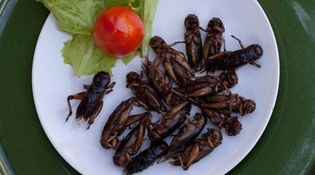 Azərbaycana 8 milyon həşərat gətirildi! - Yemək menyusuna daxil olacaqlar?