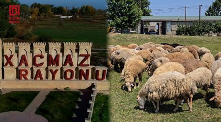 Xaçmaza niyə Ağcabədi və Beyləqandan qoyun GƏTİRİLİR? – VİDEO