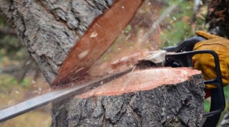Bakı və iki rayonda yaşıllıqların qanunsuz kəsilməsi faktları aşkar olundu