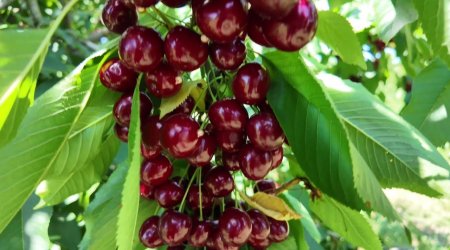 Bakıda fantastik qiymətə gilas satılır – Özəlliyi isə…