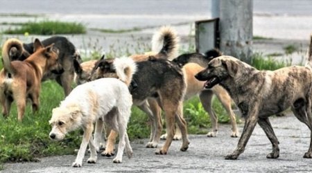 Şagirdlərin kabusu geri QAYIDIR - Məktəb ərazilərində təhlükənin qarşısı alınacaqmı?