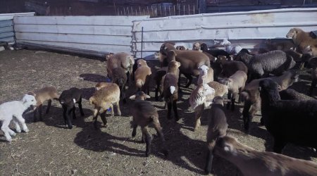 Göygöldə maskalı şəxslər fermadan 62 baş xırdabuynuzlu heyvan OĞURLADI