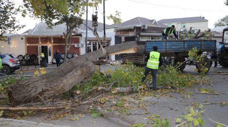 Gəncədə güclü külək irigövdəli ağacları AŞIRDI - FOTO