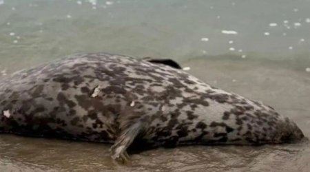 Xəzər sahilində suiti cəsədləri AŞKARLANDI